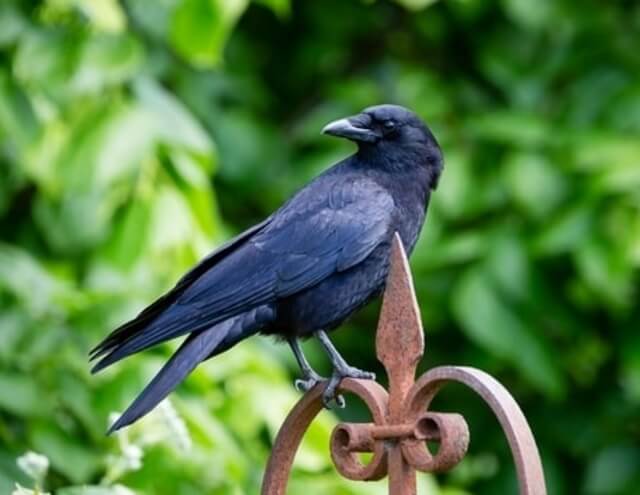 An American Crow perched on a metal fence.