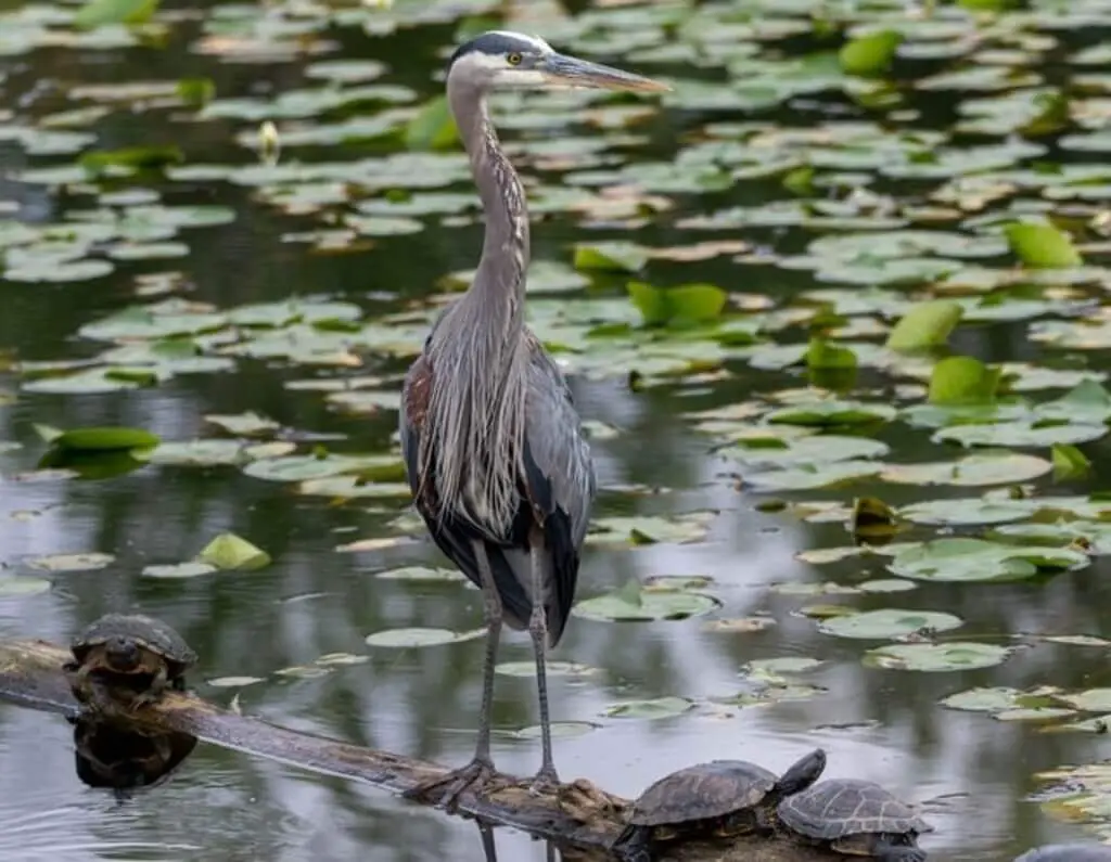 A great blue heron near four turtles perched on a log in the water.