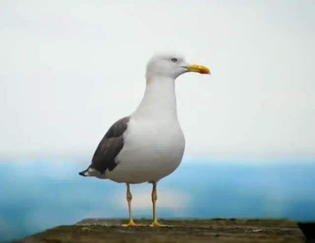 A seagull standing on a dock.