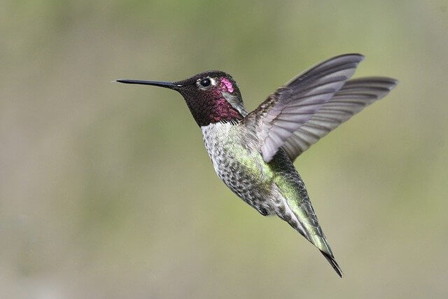 Annas hummingbird.