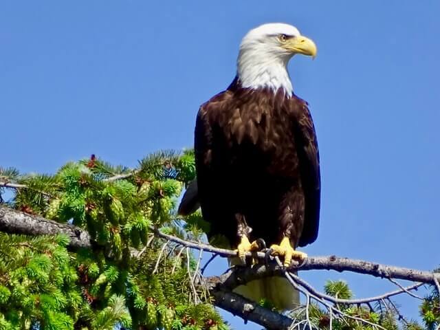 A bald eagle perched on a tree.