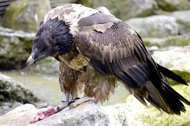 A bearded vulture feeding on a carcass.