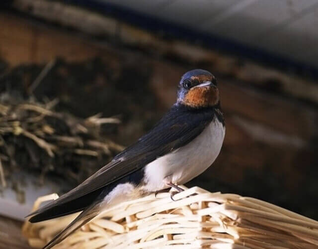 A barn swallow perched on its nest.