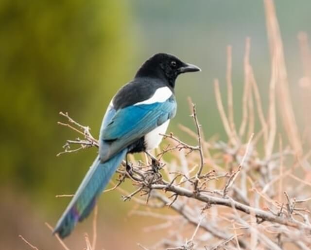 A black-billed magpie perched on a tree.