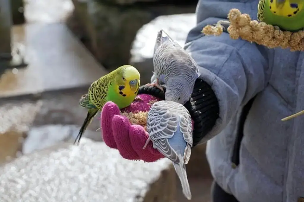 budgies eating quinoa and grains.