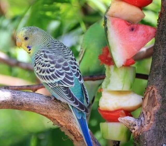 A budgie eating watermelon.
