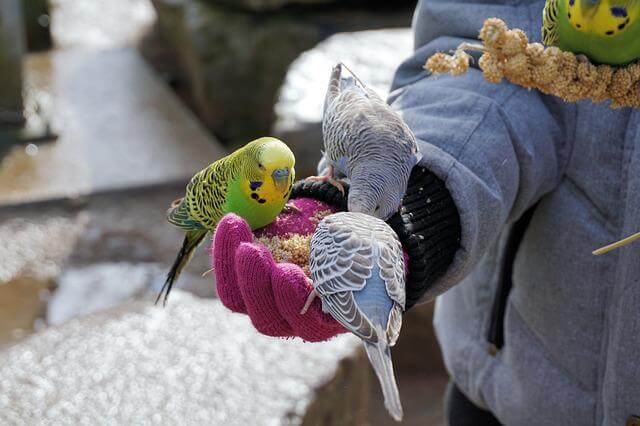 Three budgies eating out of someone's hand.