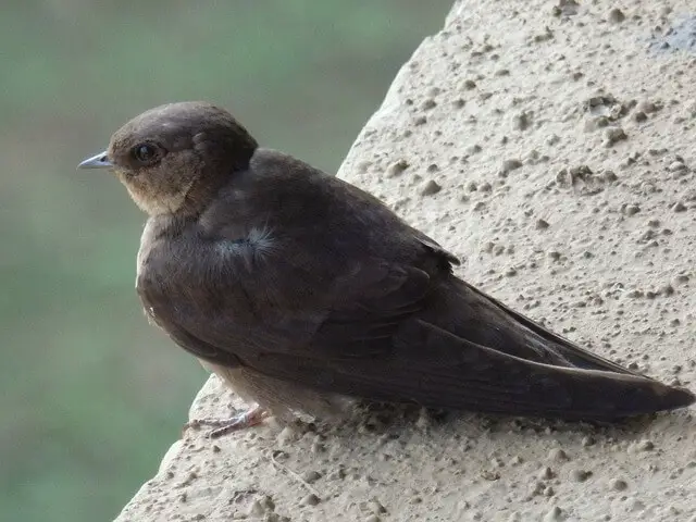 A chimney swift perched on a ledge.
