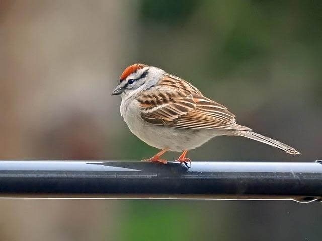 A Chipping Sparrow perched on a metal bar.