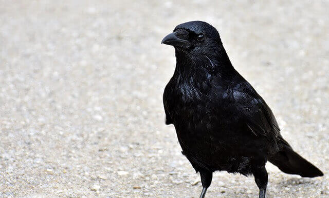 A Common Raven foraging on the ground.