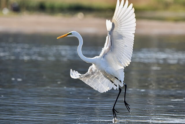 A Great Egret flying out of the water.