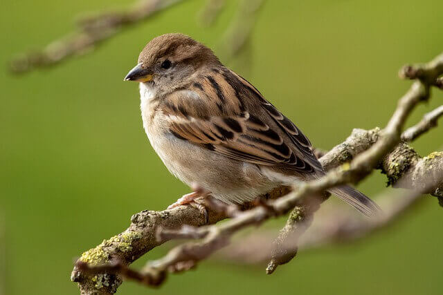 A house sparrow perched on a tree branch.