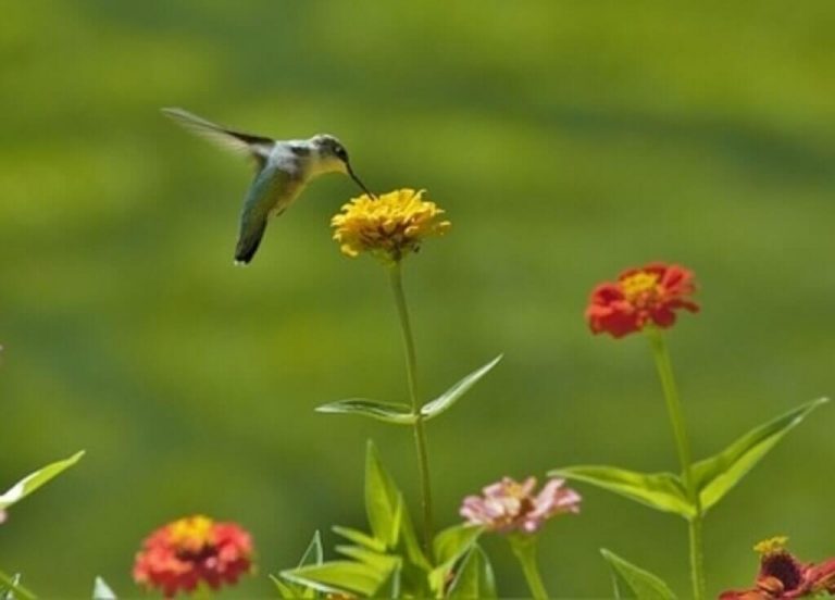 10 Birds That Eat Zinnias (with Photos, ID & Information)