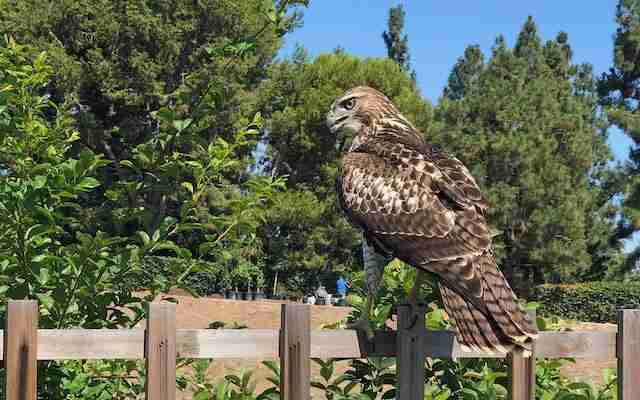 A Red-tailed Hawk perched on a wood fence.