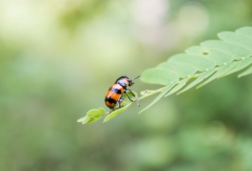 A lady bug on a leaf.