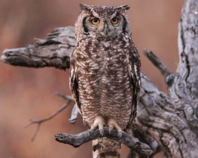 A long-eared owl perched on a tree.