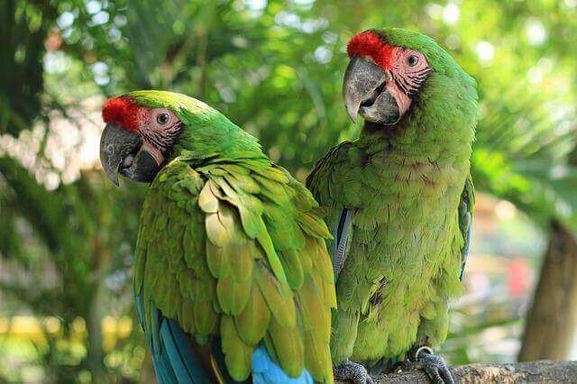 Two parrots side by side.