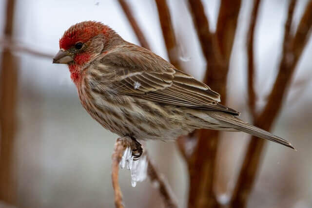 A male house finch perched on an icy branch.

