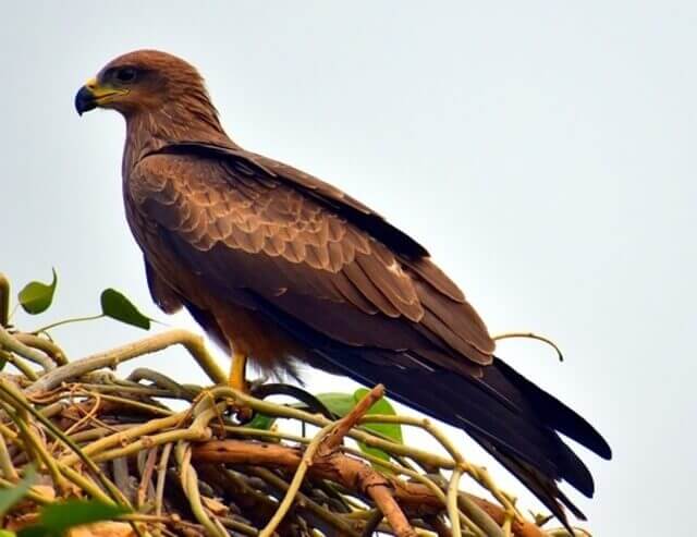 A Black Kite perched on its nest.