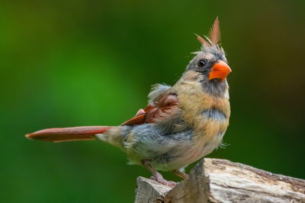 A molting female northern cardinal.