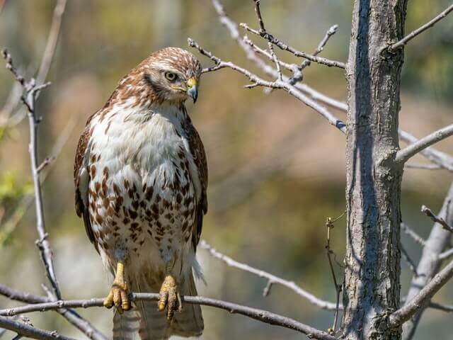 A red-tailed hawk perched in a tree.
