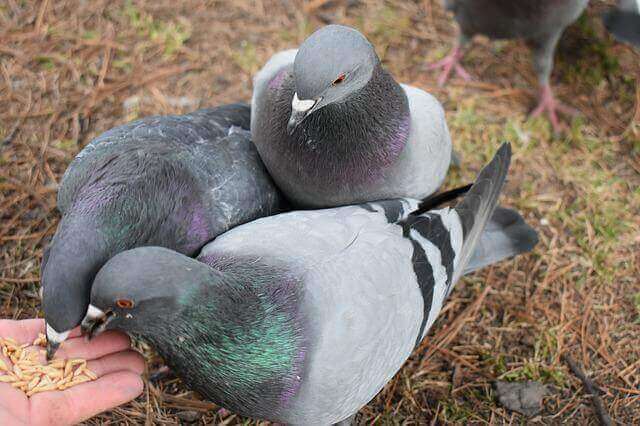Three pigeons eating seeds out of a person's hand.