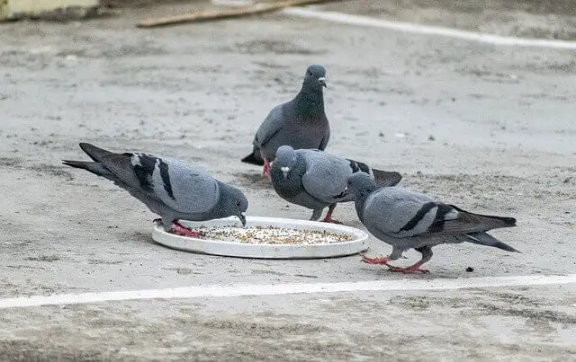 A bunch of pigeons feeding.