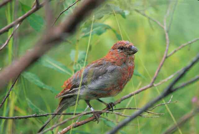 A Pine Grosbeak molting.