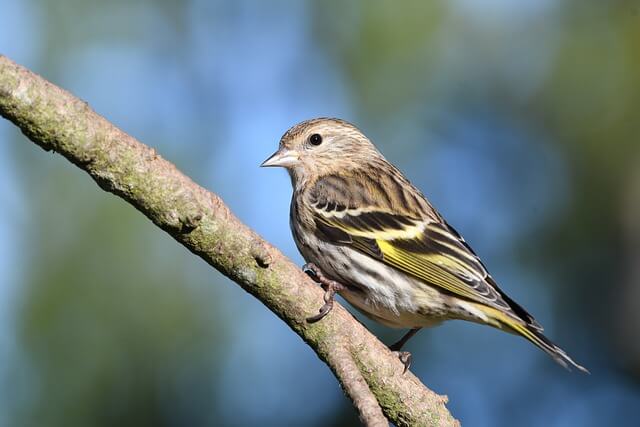 A pine siskin perched on a tree branch.