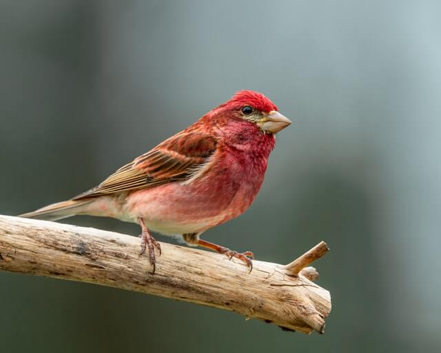 A purple finch perched on a tree branch.