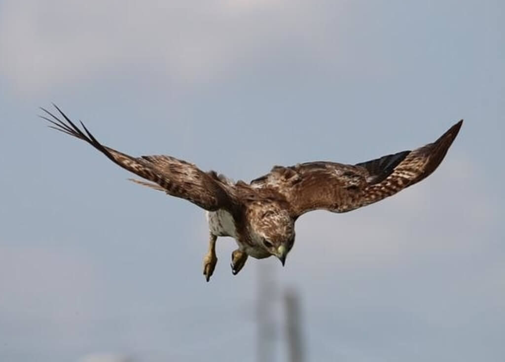 A Red-tailed Hawk soaring looking for prey.