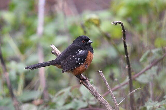 A spotted towhee perched on a tree branch.