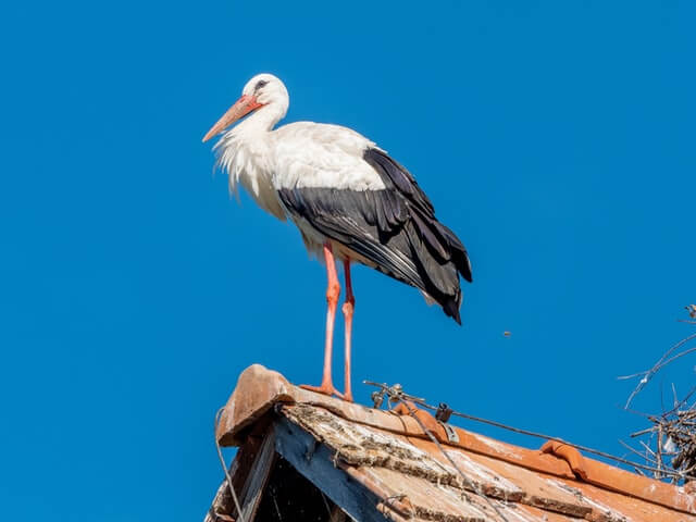 A stork on a rooftop.