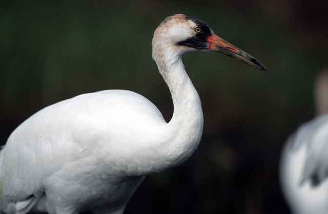 A whooping crane.