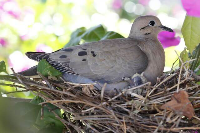 A female dove sitting on her eggs.