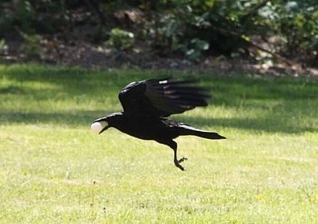 An American Crow stealing an egg from a nest.
