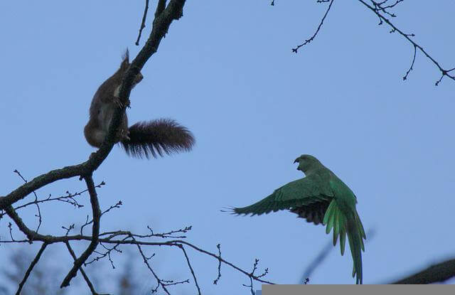 A Parakeet attacking a squirrel.