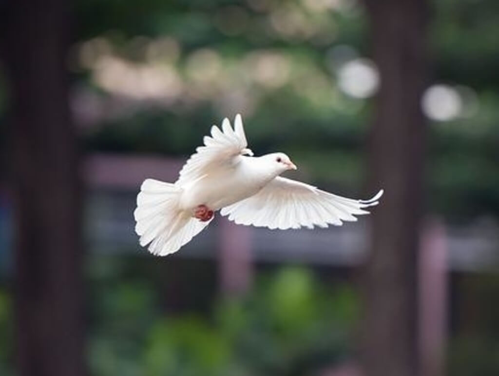 A white dove flying