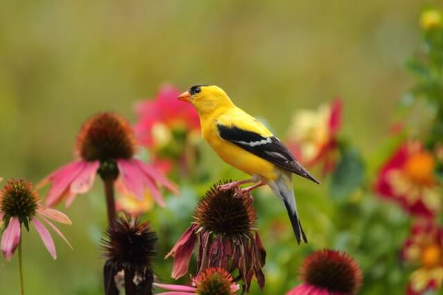 An American Goldfinch perched on a coneflower.