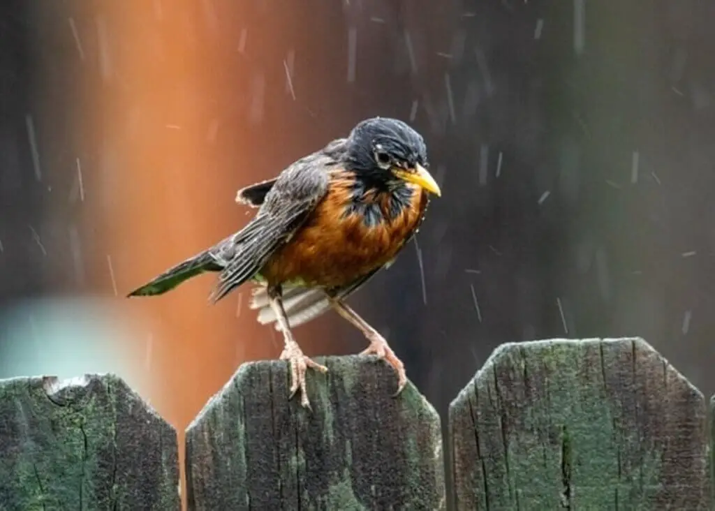 A robin perched on the back fence while its raining.