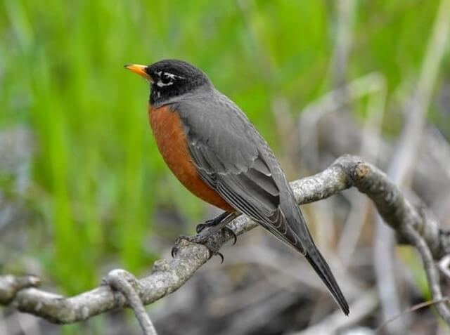 American Robin perched on a tree.