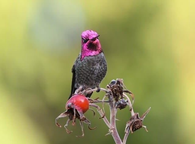 An Anna's hummingbird perched.