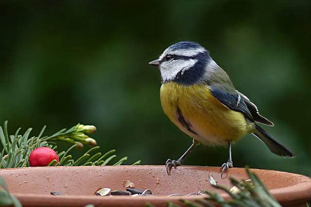 A Blue Tit perched on a platform feeder.