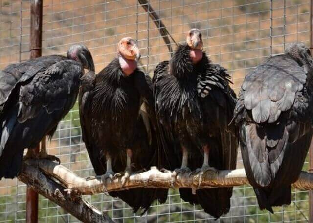 Californian Condors perched on a post.