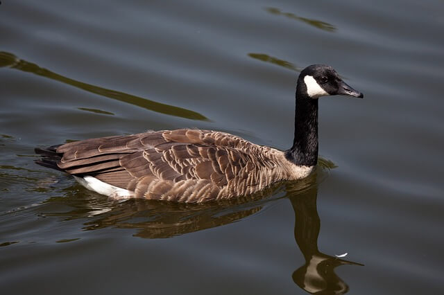 A Canada Goose swimming in the lake.