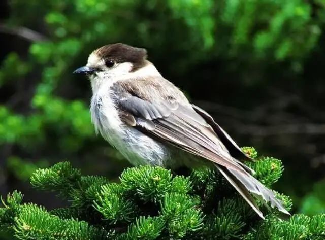 A Canada Jay perched in a tree.
