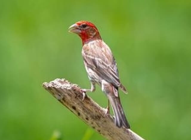 A Cassin's Finch .