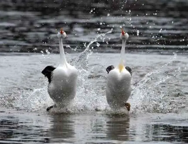 Two Clark's Grebe running on water.