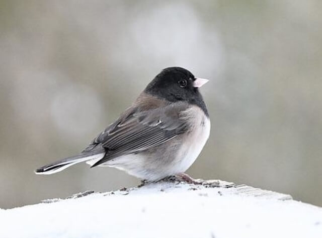 A Dark-eyed Junco in the snow.