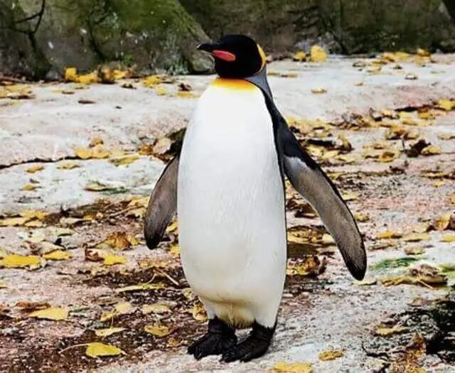An Emperor penguin.